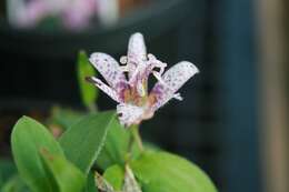 Image of toad lily