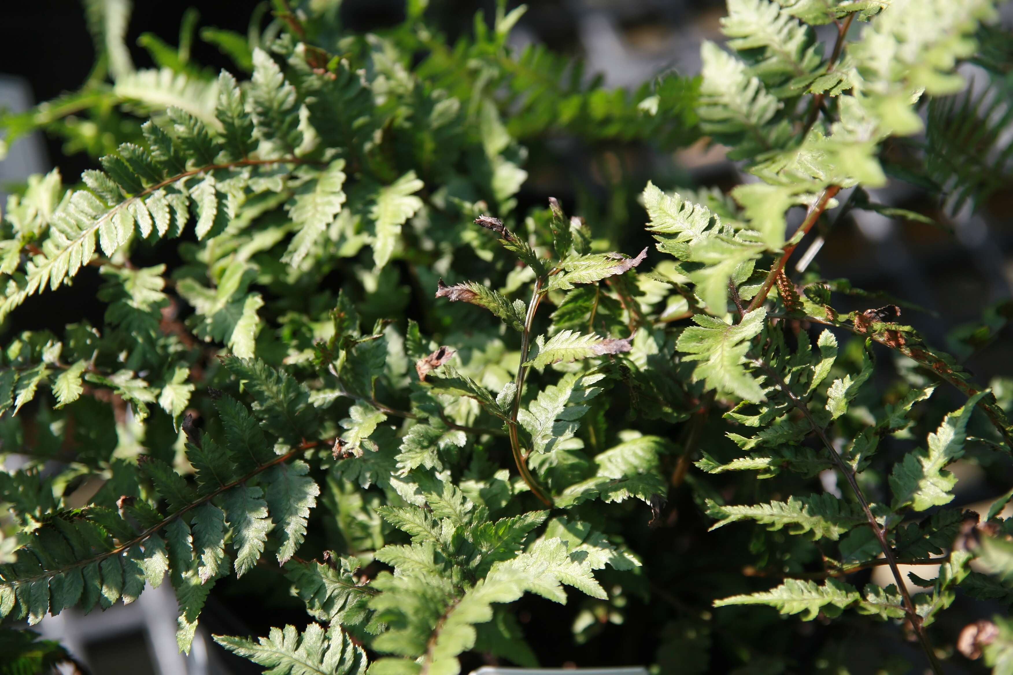 Image de Anisocampium niponicum (Mett.) Yea C. Liu, W. L. Chiou & M. Kato