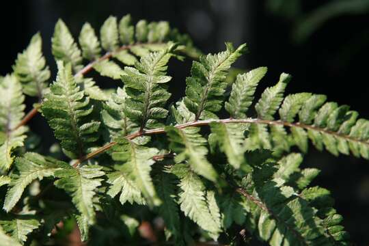 Image of Oriental ladyfern