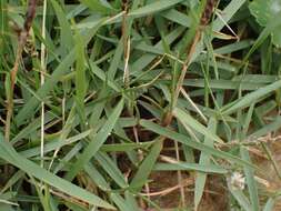 Image of Zoysia macrantha Desv.