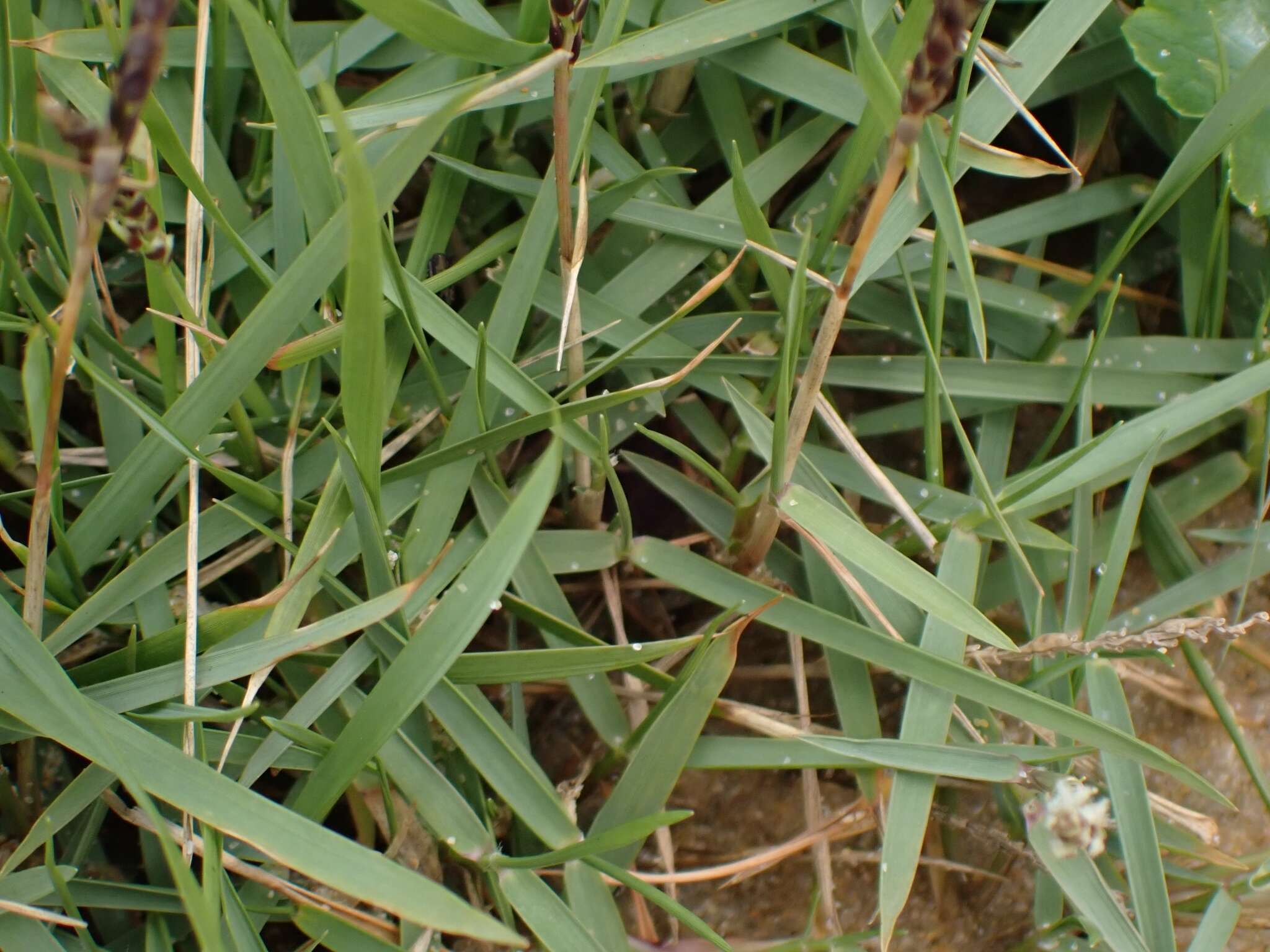 Image of Zoysia macrantha Desv.