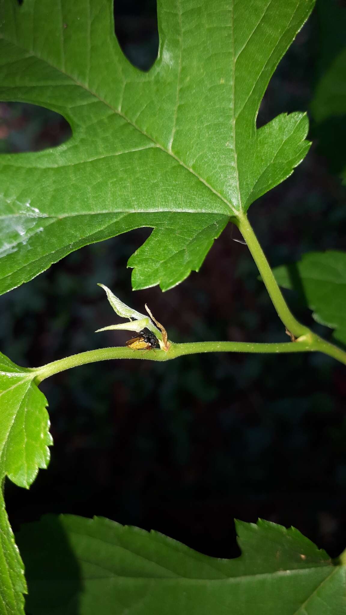 Image of Ant-mimicking Treehopper