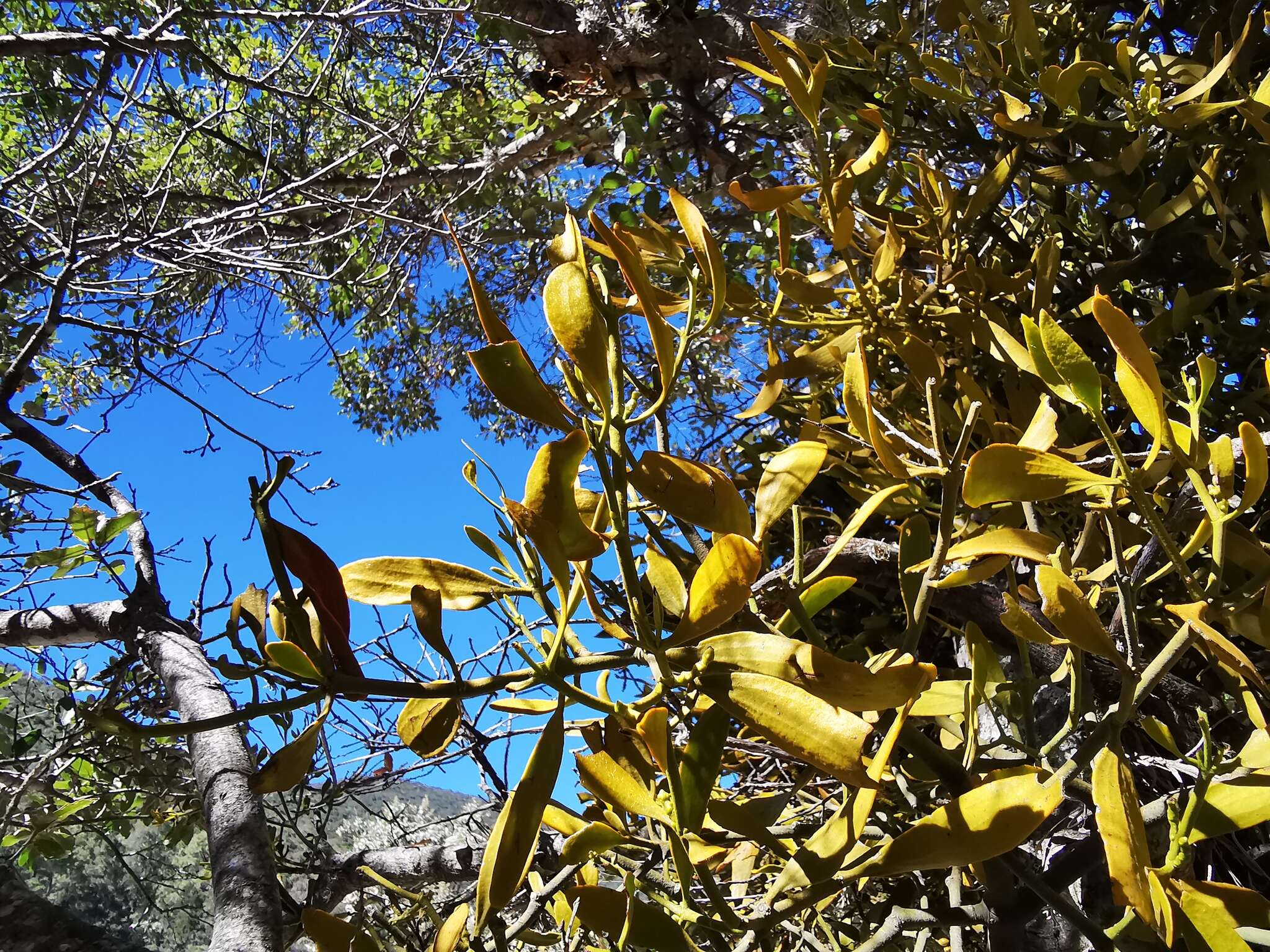 Image of Phoradendron lanceolatum Engelm. ex A. Gray