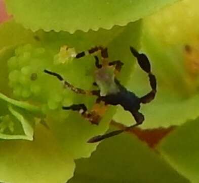 Image of Euphorbia Bug