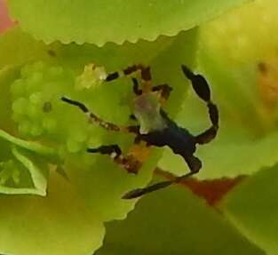 Image of Euphorbia Bug