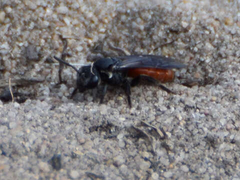 Image of Sphecodes albilabris (Fabricius 1793)