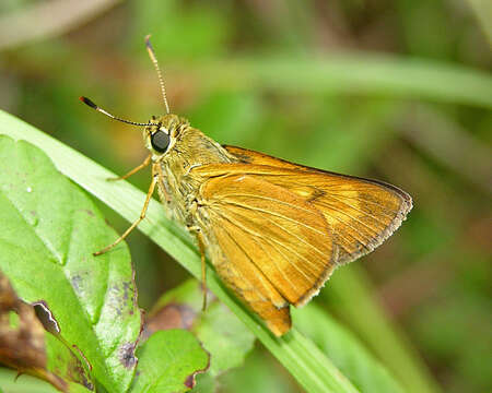 Image of Byssus Skipper