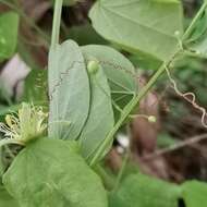 Image of Passiflora henryi Hemsl.