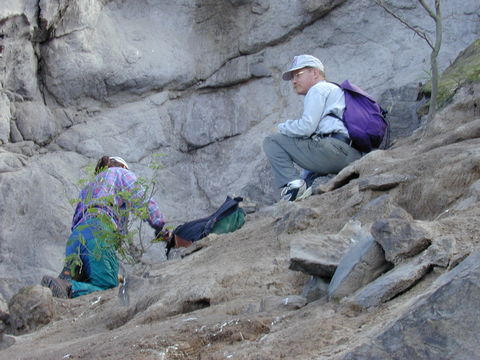 Image of white leadtree