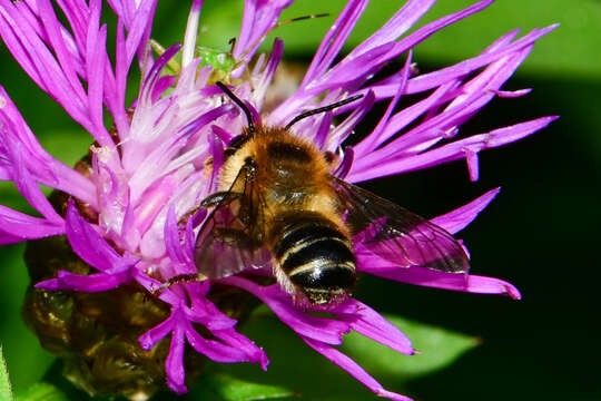 Image of Megachile ligniseca (Kirby 1802)