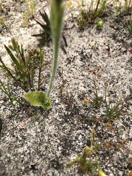 Image of Caladenia gemmata Lindl.