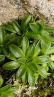 Image of Abrotanella spathulata (Hook. fil.) Hook. fil.