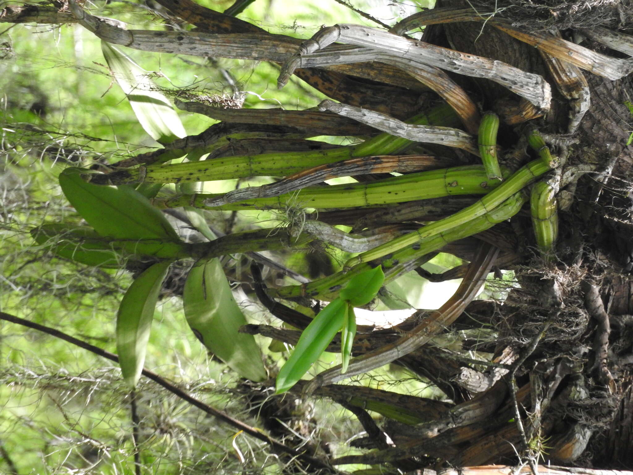 Plancia ëd Myrmecophila grandiflora (Lindl.) Carnevali, J. L. Tapia & I. Ramírez