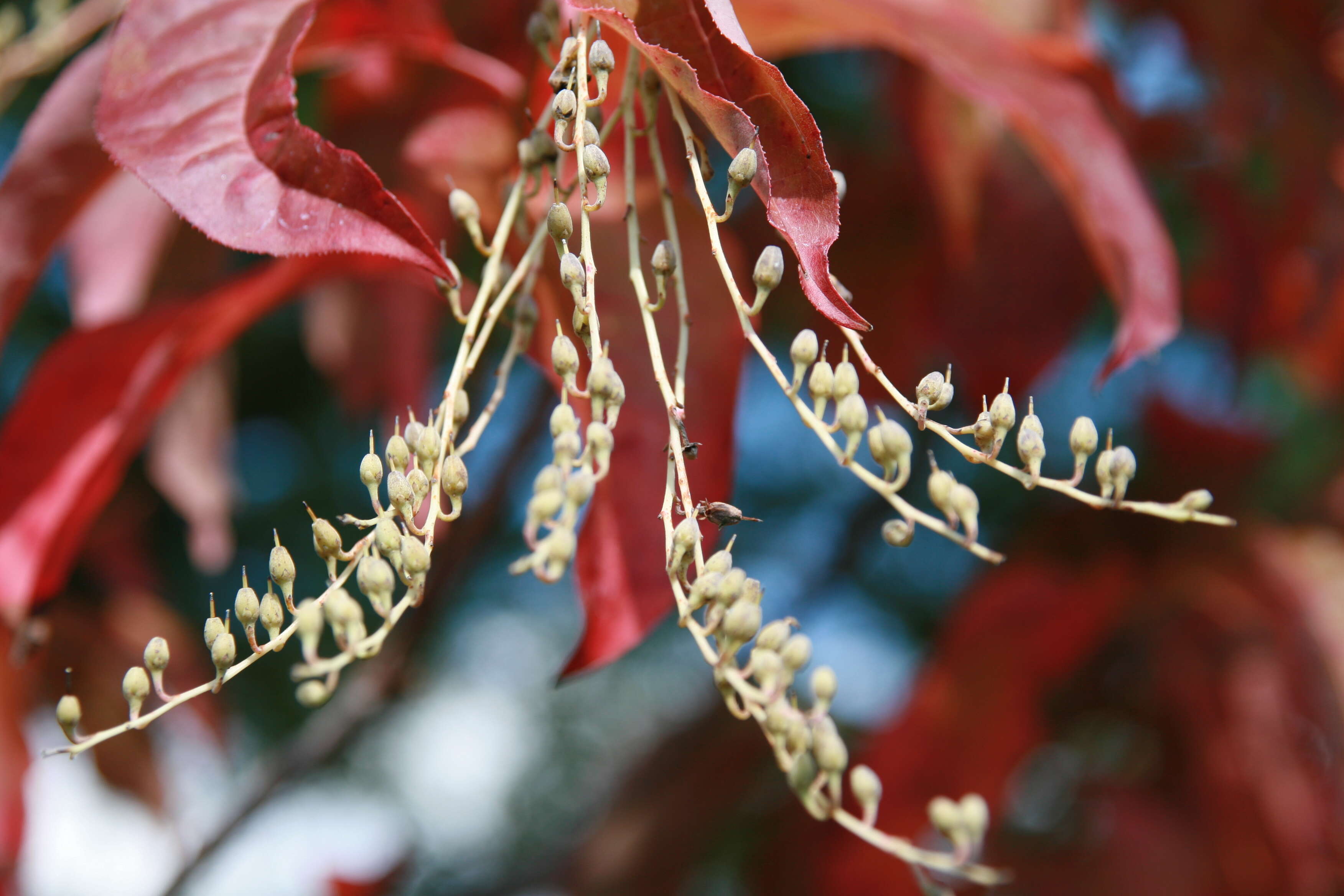 Image de Oxydendrum