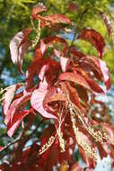 Image de Oxydendrum