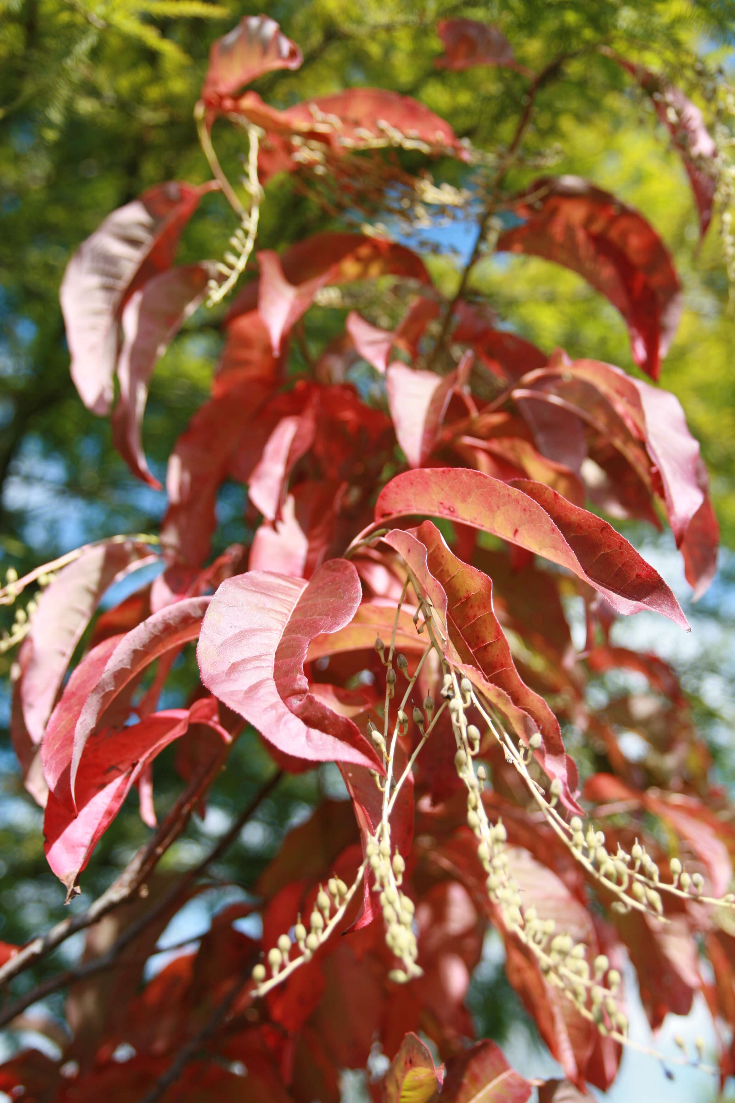 Image de Oxydendrum