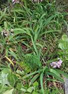 Image of Pink Agapanthus