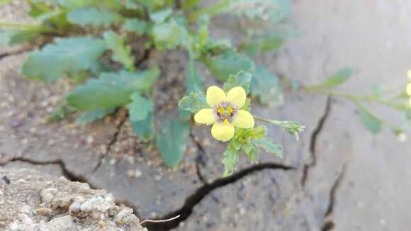 Image of Diascia cuneata E. Mey. ex Benth.