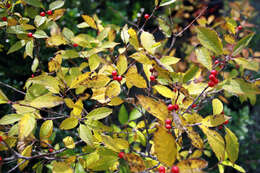 Image of Michigan holly