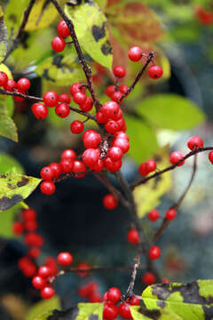 Image of Michigan holly