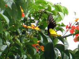 Image of Golden Birdwing