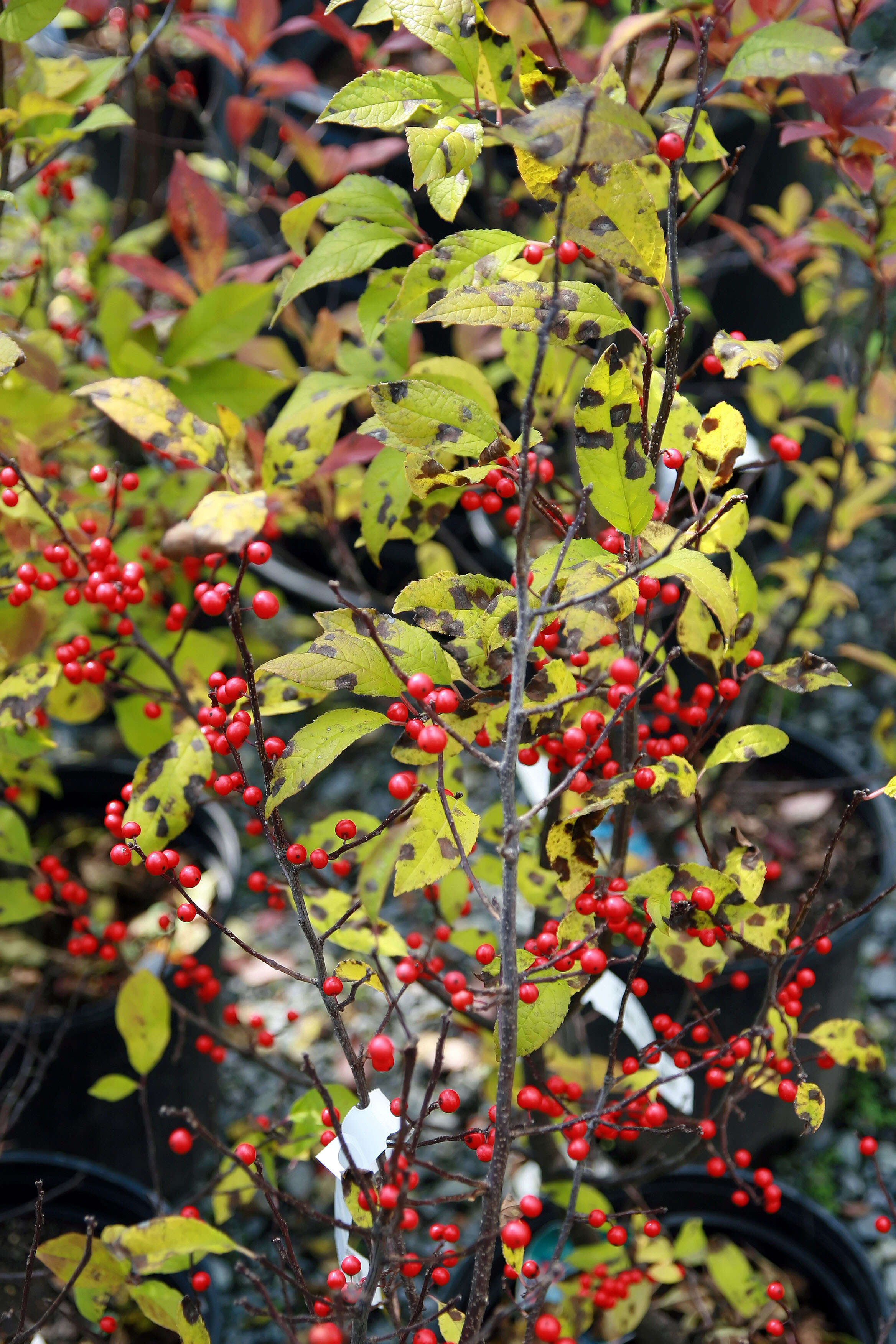 Image of Michigan holly