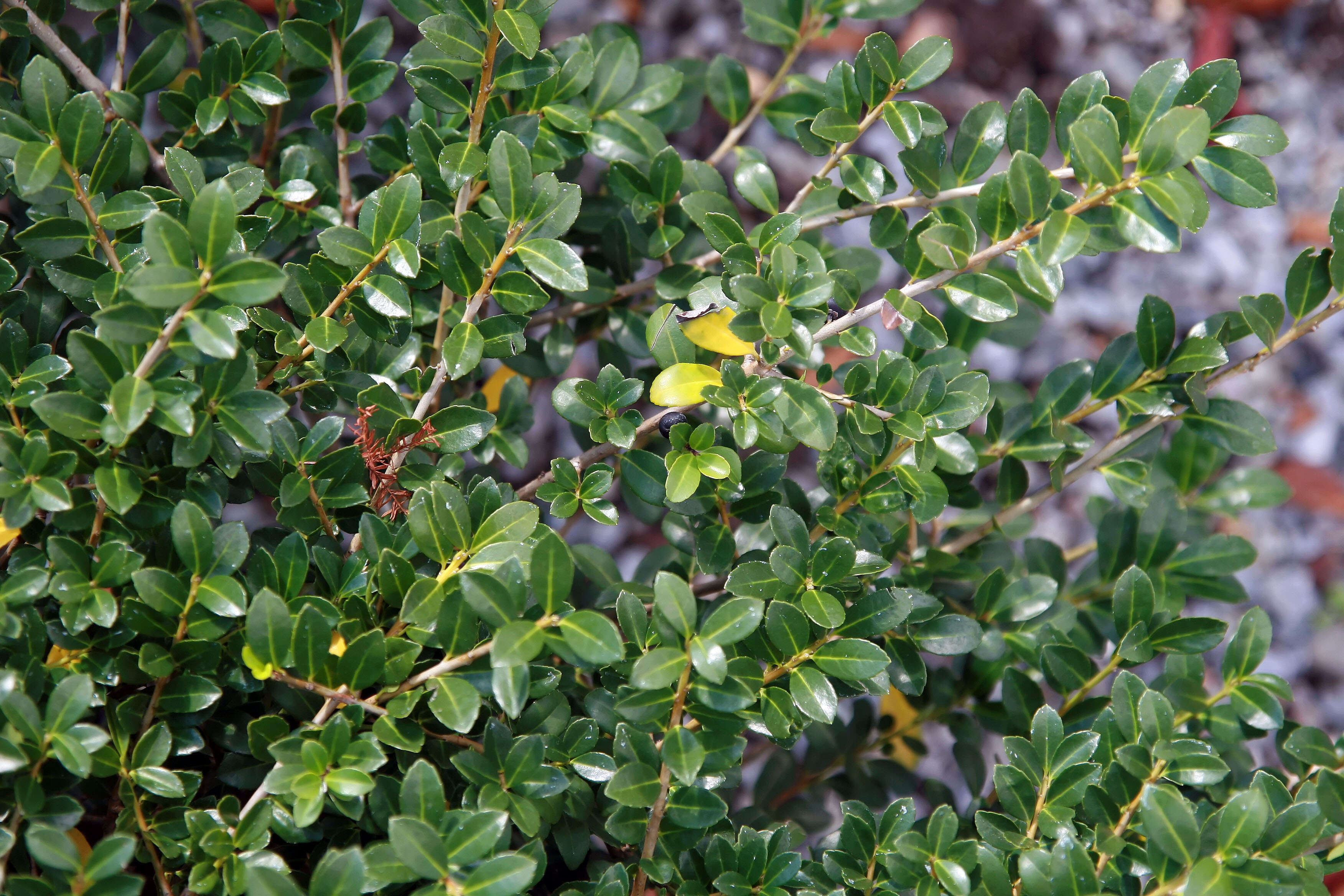 Image of Japanese holly