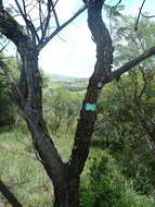 Image of Common hook-thorn Acacia