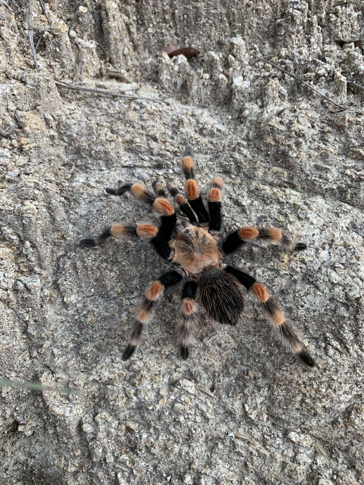 Image of Mexican Red Knee Tarantula