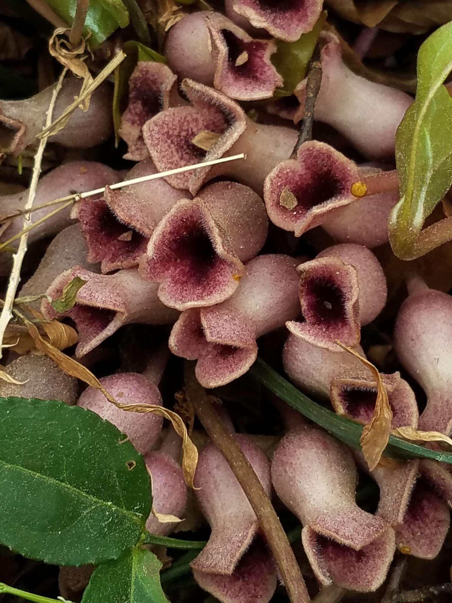 Image of Hexastylis arifolia var. arifolia