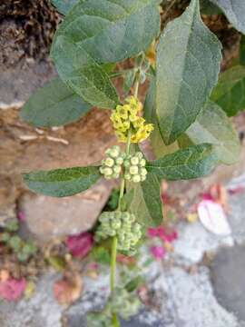 صورة Buddleja sessiliflora Kunth