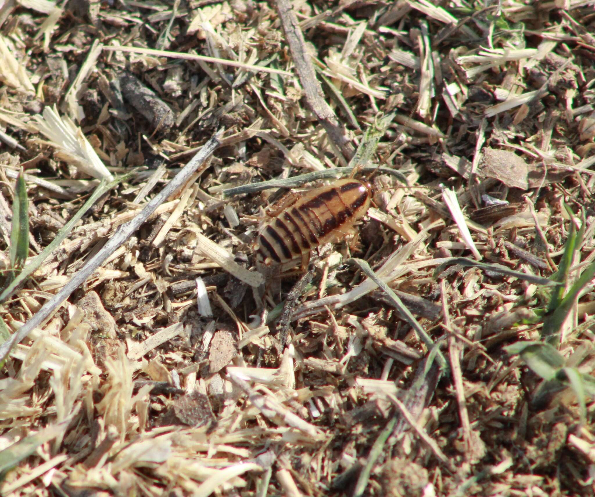 Image of Field Cockroach