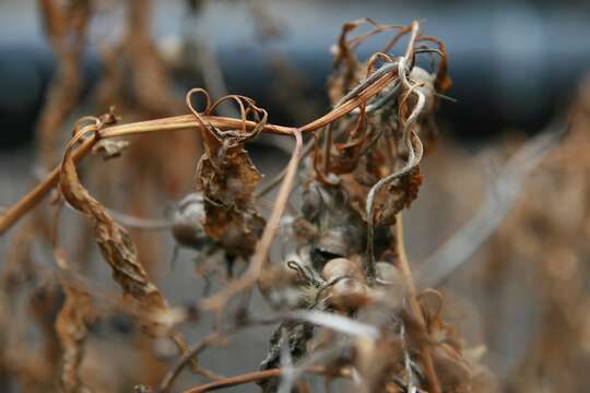 Image of American Nightshade