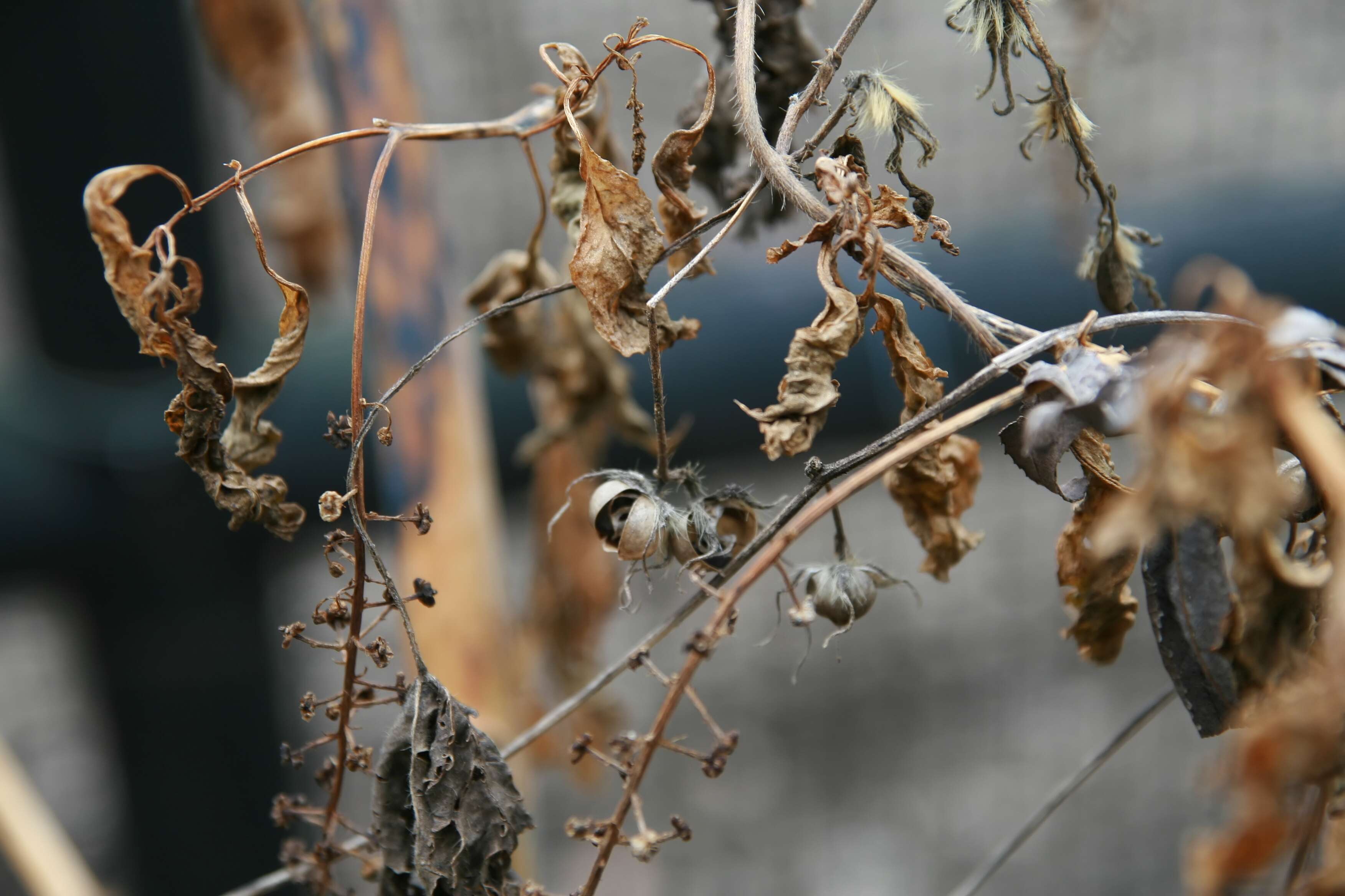 Image of American Nightshade