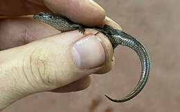 Image of Southern Forest Cool-skink