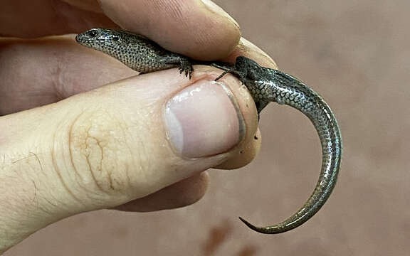 Image of Southern Forest Cool-skink