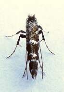 Image of Parornix preciosella (Dietz 1907)