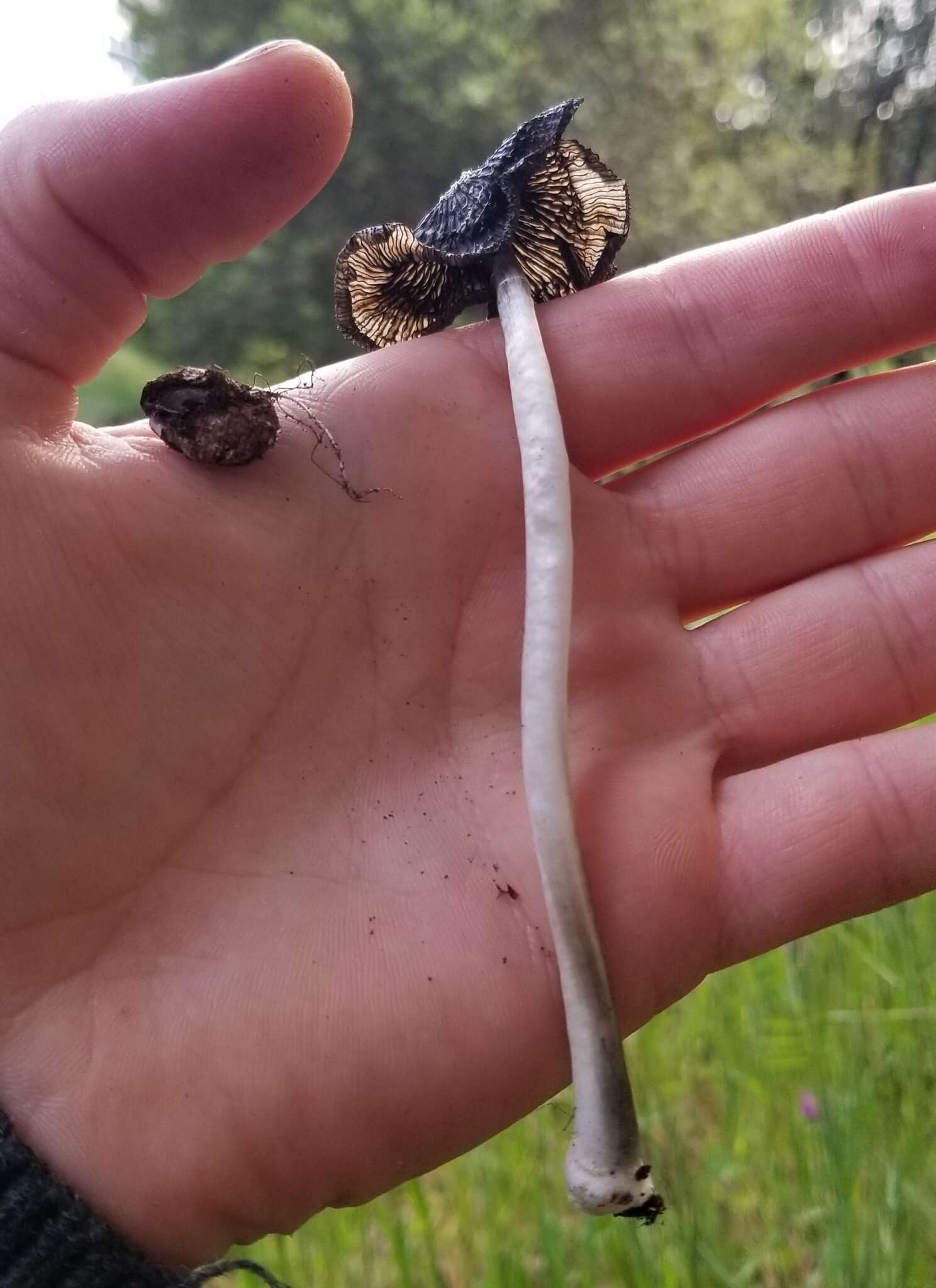 Image of Coprinus spadiceisporus Bogart 1976