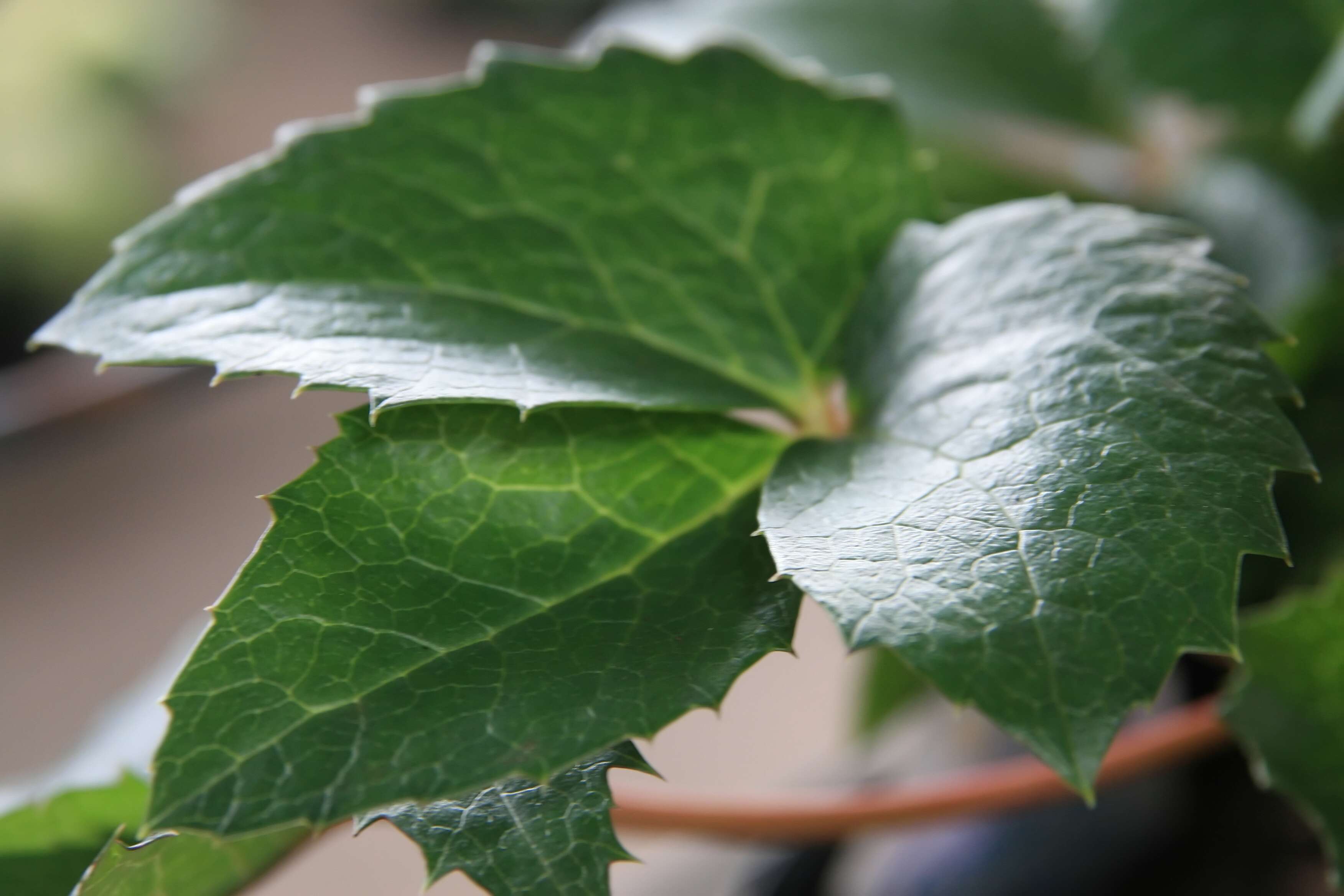 Image of Corsican hellebore