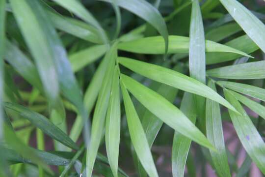 Image of parlor palm