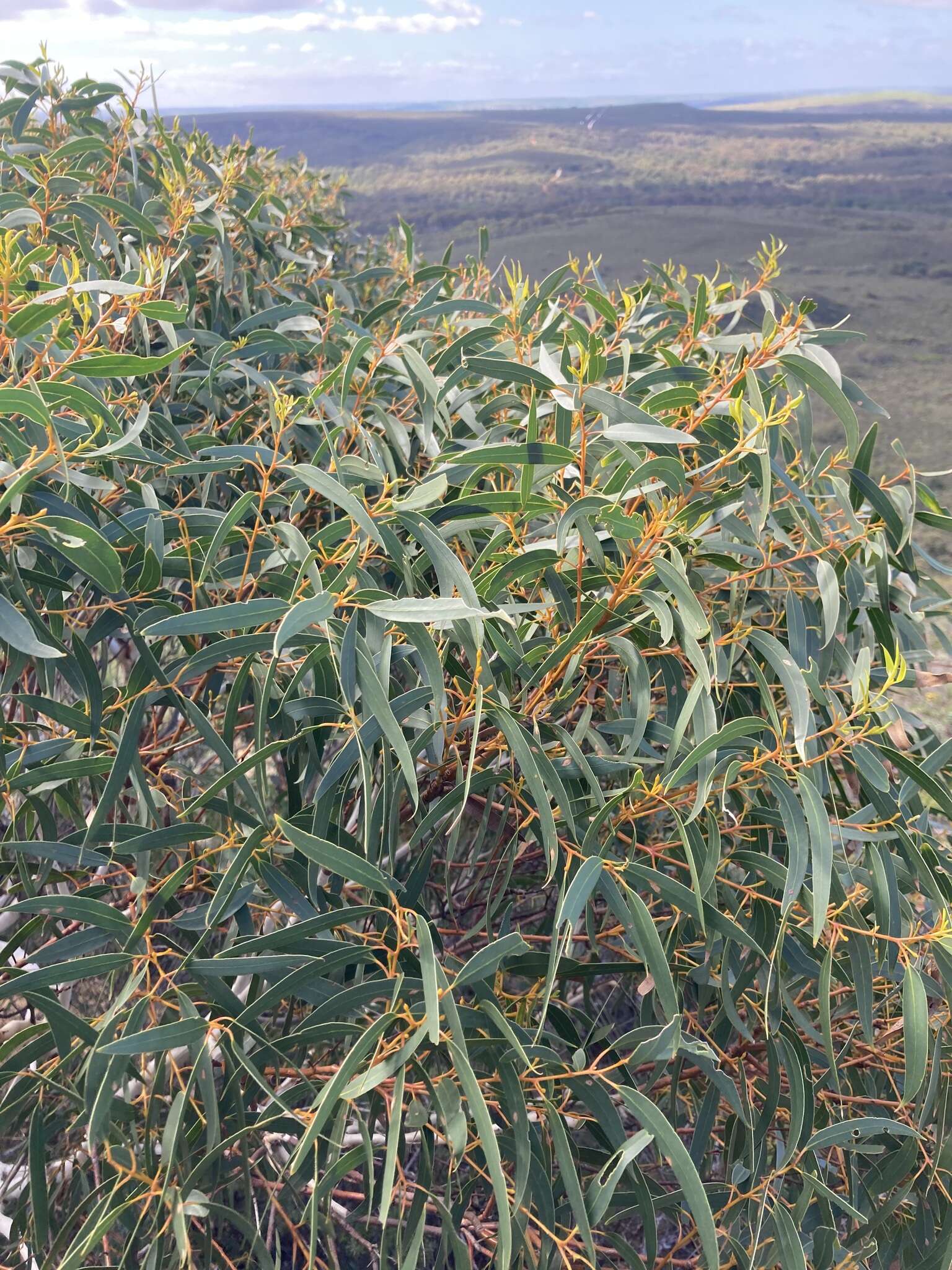 Image of Eucalyptus suberea M. I. H. Brooker & S. D. Hopper