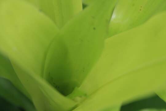 Image of fragrant dracaena