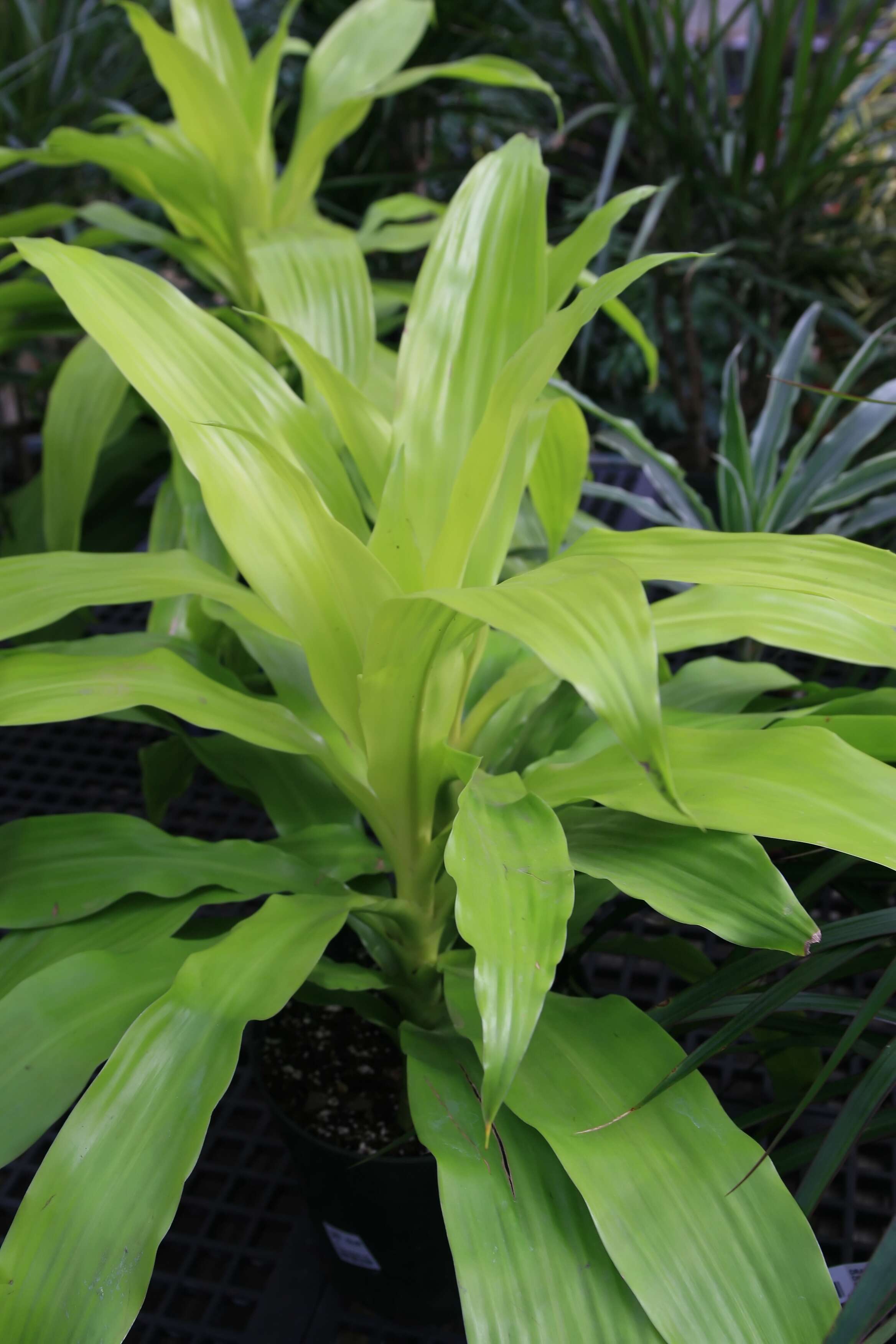 Image of fragrant dracaena