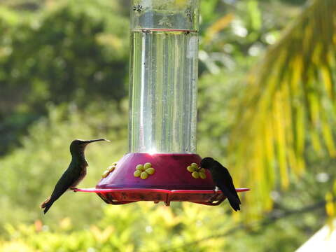 Image of White-tailed Sabrewing