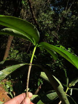 Plancia ëd Alstonia scholaris (L.) R. Br.