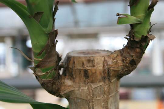 Image of fragrant dracaena