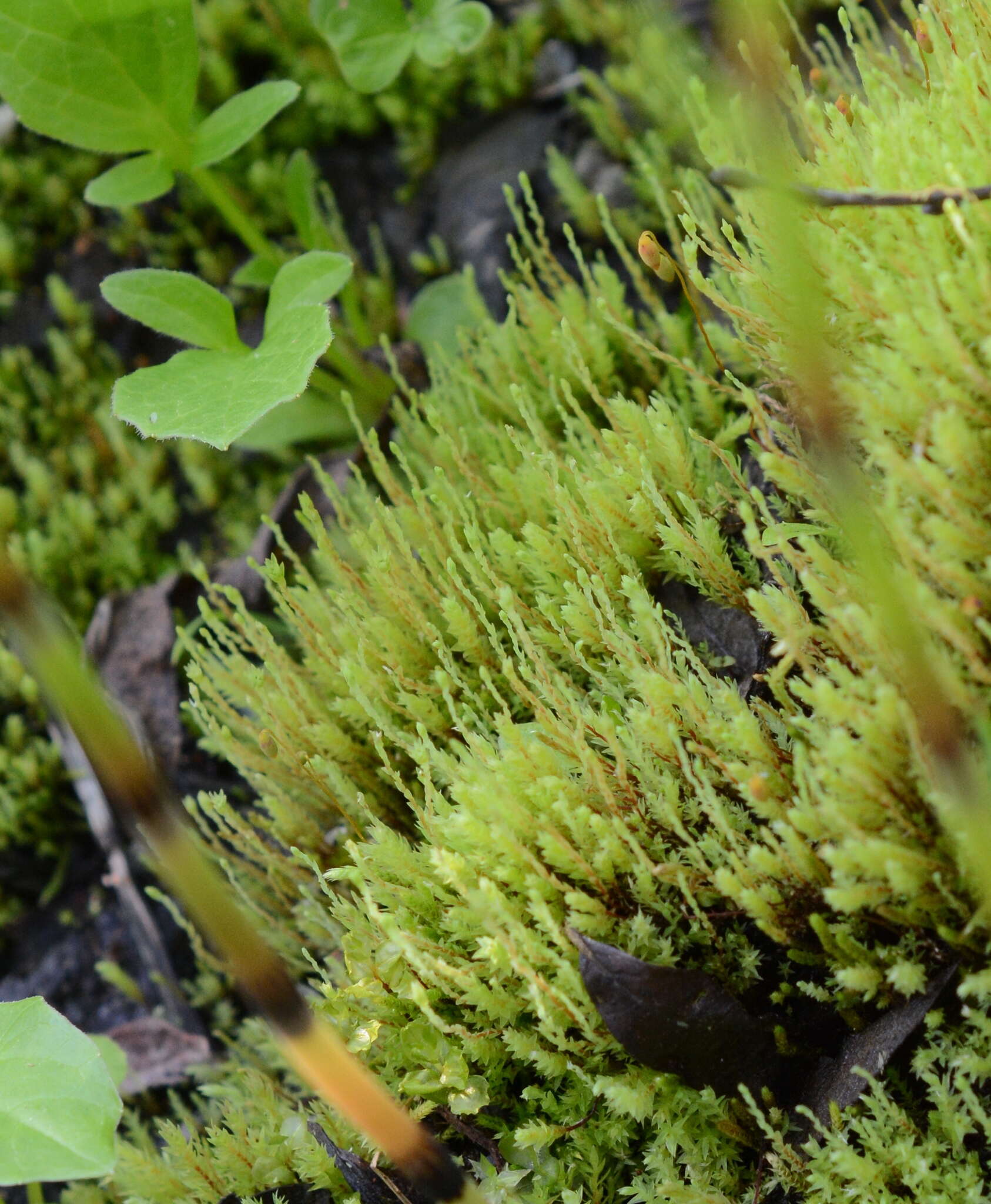 Image of Wahlenberg's pohlia moss