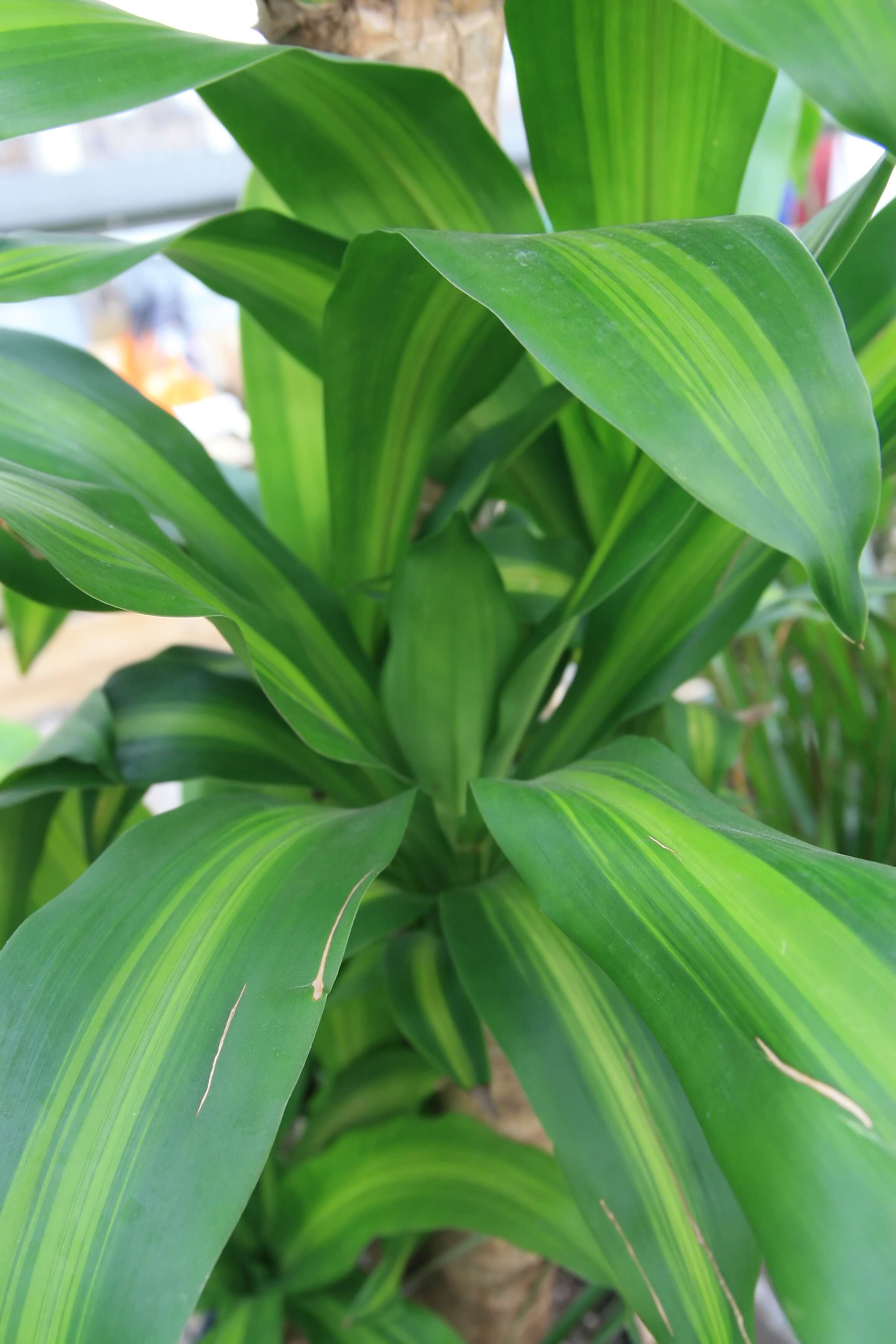 Image of fragrant dracaena