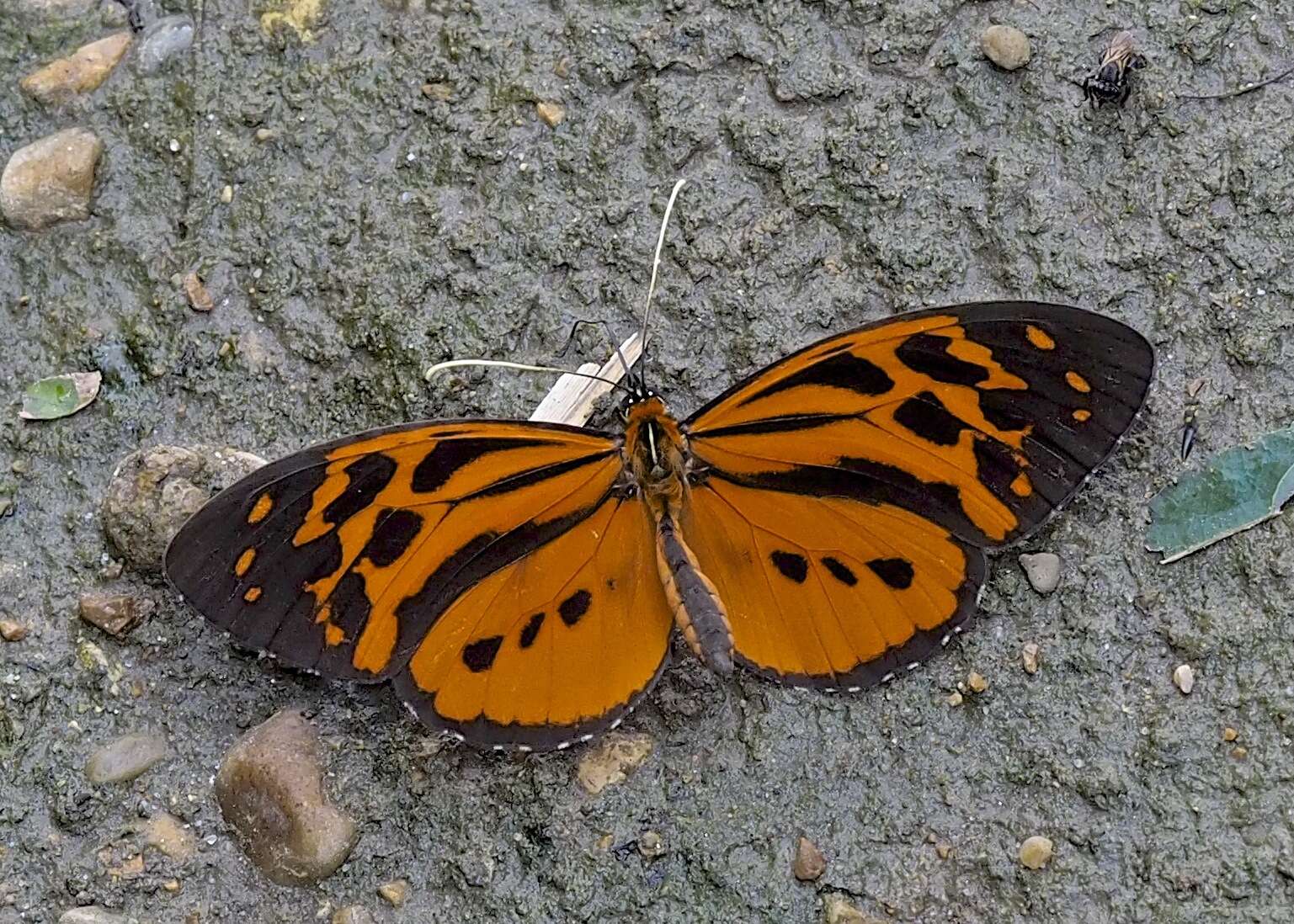 Imagem de Tithorea harmonia brunnea Haensch 1905