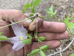 Image of rock clematis